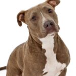 Racas de cachorro pit bull terrier ou american pit bull terrier cpt11 150x150