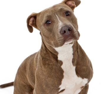 Racas de cachorro pit bull terrier ou american pit bull terrier cpt11 360x320