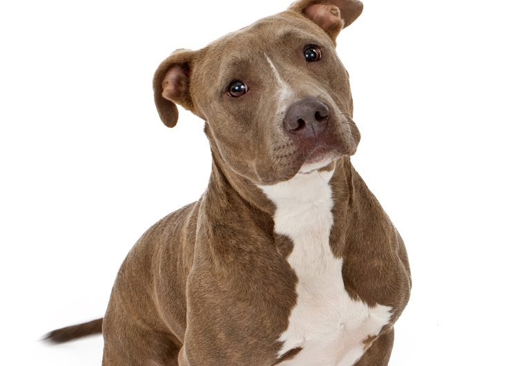 Racas de cachorro pit bull terrier ou american pit bull terrier cpt11