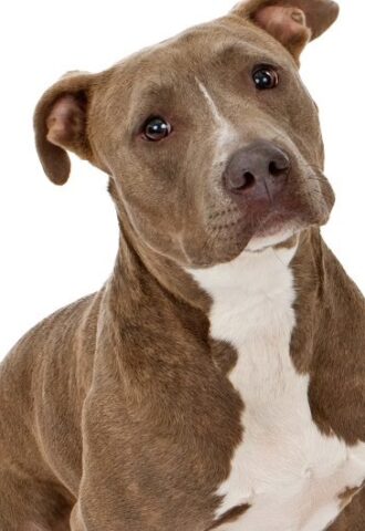 A friendly looking Pit Bull dog sitting on a white backdrop A friendly looking Pit Bull dog sitting on a white backdrop